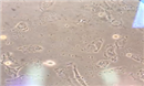 WISH人羊膜细胞智立中特生物